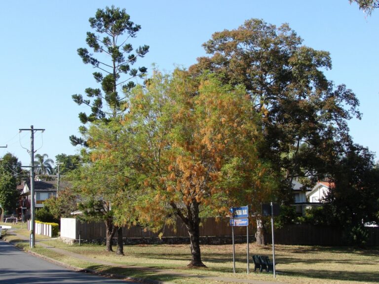 Jamboree Heights Brisbane suburb near Mount Ommaney where First Aid Alive runs Low Voltage Rescue Course training